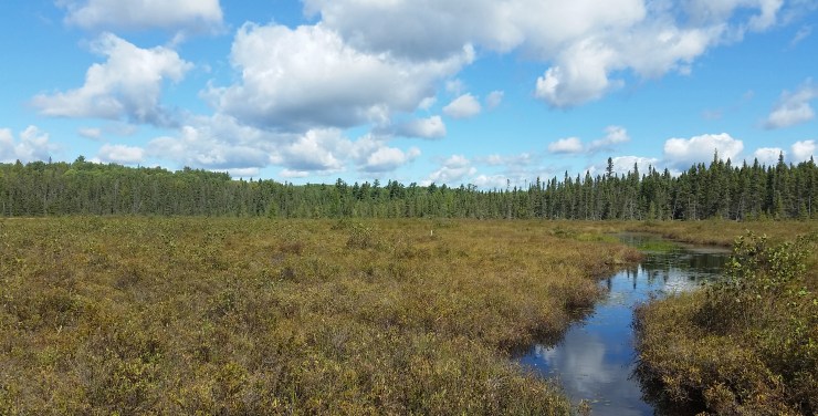 Spruce bog