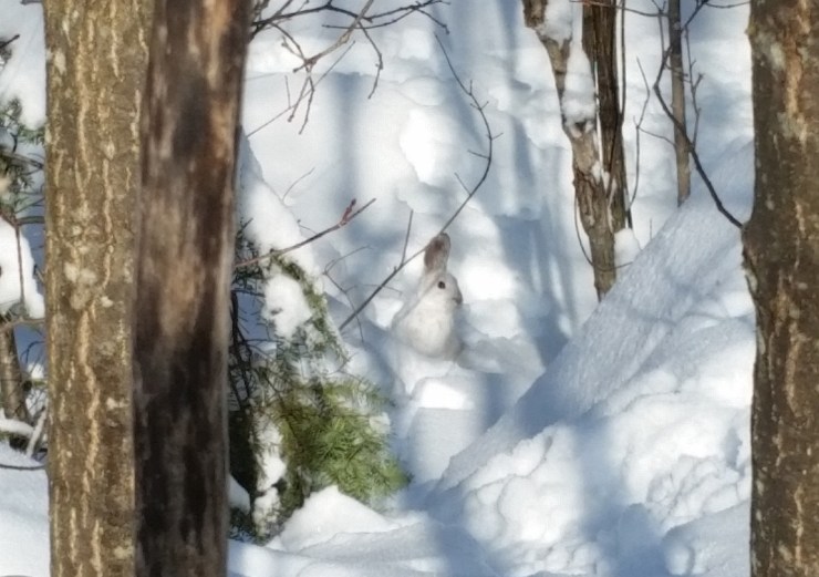 20170211_110745 Bunny